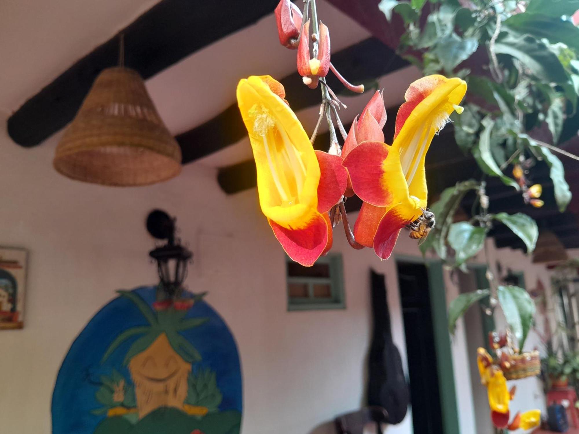 Beija Flor Hostel Villa de Leyva Zewnętrze zdjęcie